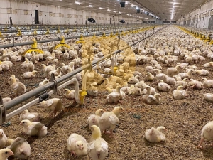 System pojenia dla drobiu Spark Cup - używany